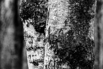 (91/366) Berkenbokeh (118/365) - image gratuit #361355